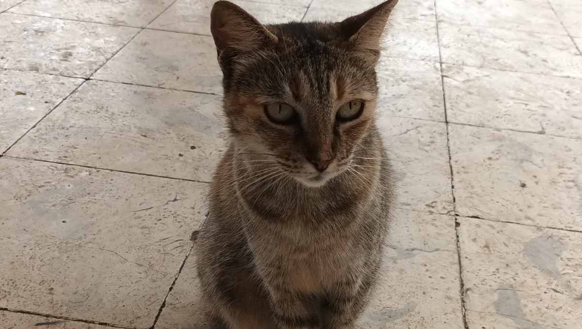Los abastecedores se encargan de alimentar a la gata