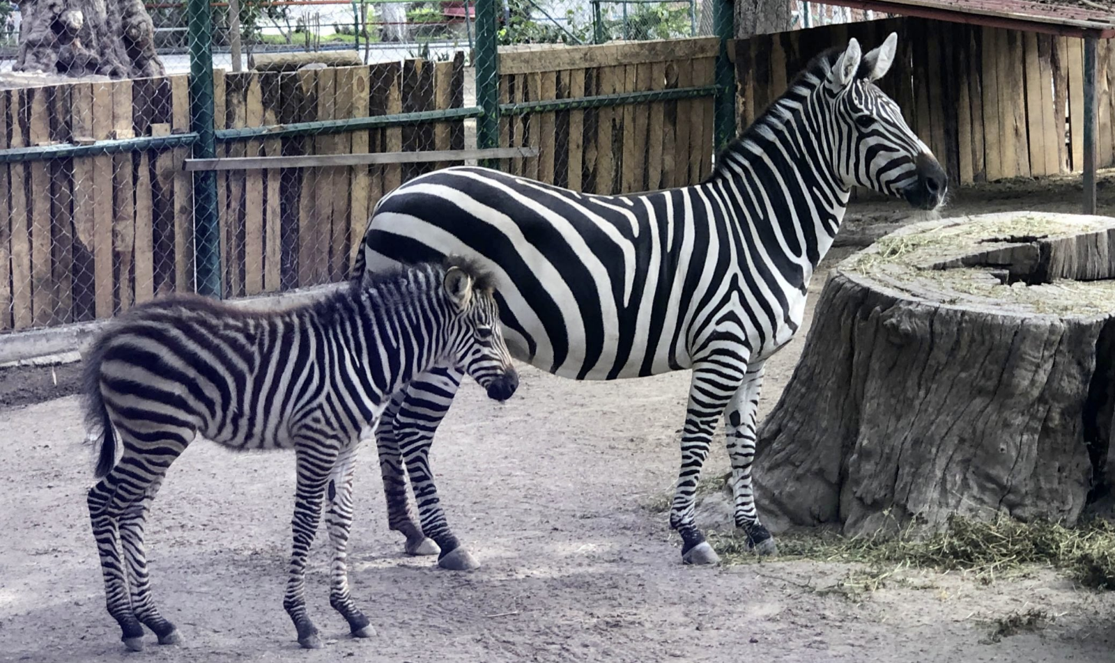 Diversos animales del zoológico de Chilpancingo se encuentran "desaparecidos" Diversos animales del zoológico de Chilpancingo se encuentran "desaparecidos"