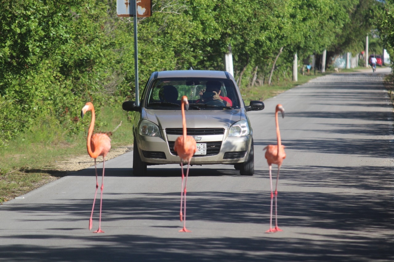 Conductores han tomado precauciones para evitar atropellar a los flamencos
