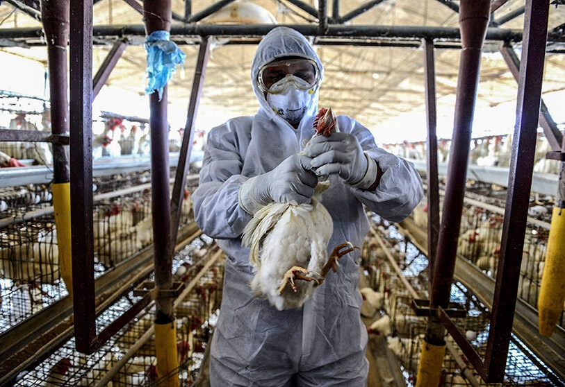 Hasta el momento en México, la IAAP AH5N1 ha afectado a 5.5 millones de aves