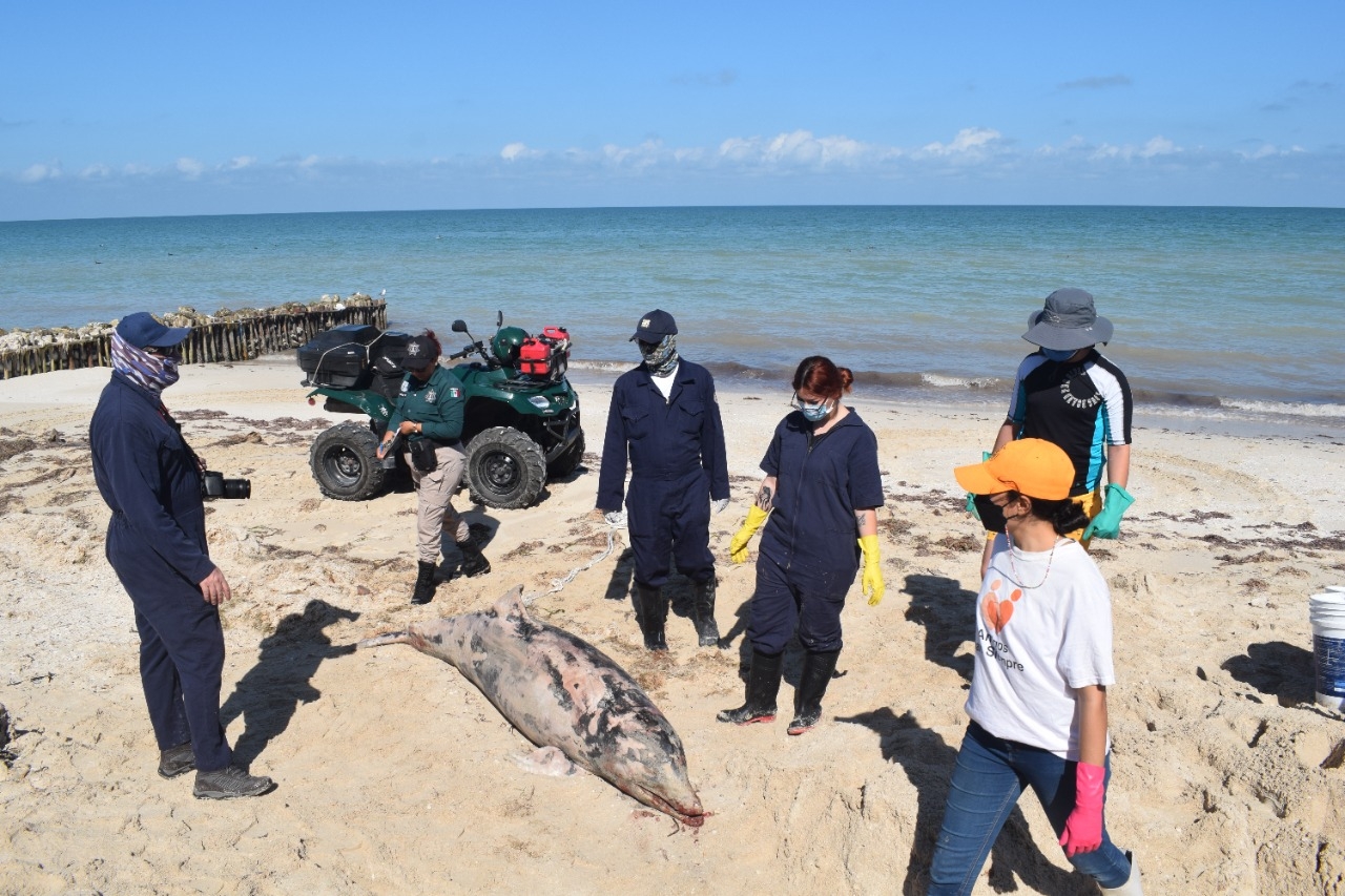 Un delfín recaló en la costa de Chelem el fin de semana Un delfín recaló en la costa de Chelem el fin de semana