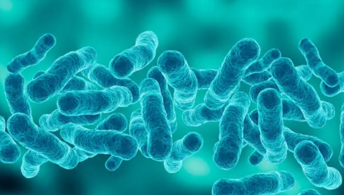 Esta bacteria se encuentra actualmente en aguas del Océano Atlántico y Golfo de México
