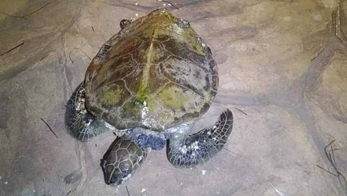 El animal fue trasladado a un campamento tortuguero para su rehabilitación
