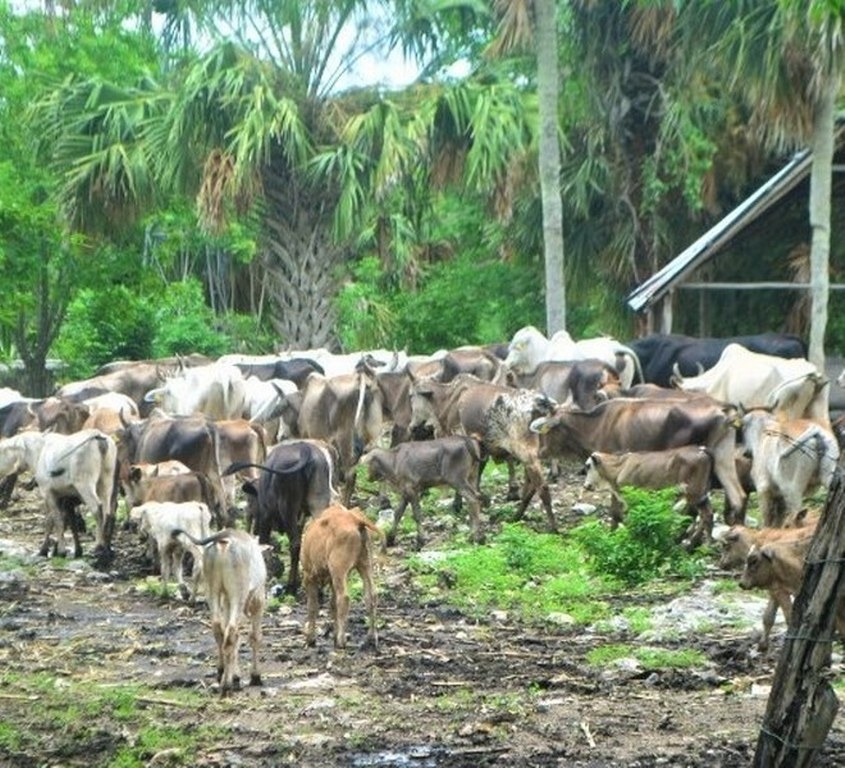 La región lucha por mantener el tercer lugar en la obtención de carne La región lucha por mantener el tercer lugar en la obtención de carne