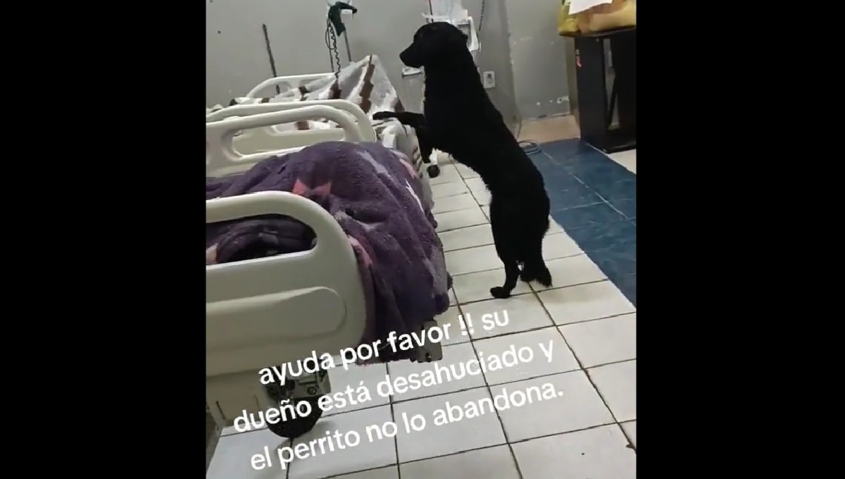 El perrito se mantiene cerca de su amo en el hospital El perrito se mantiene cerca de su amo en el hospital