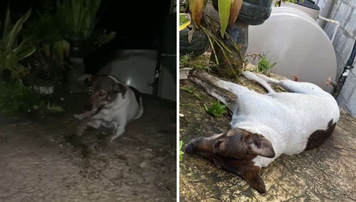 Se desconoce quién fue el responsable de envenenar a 12 perros callejeros Se desconoce quién fue el responsable de envenenar a 12 perros callejeros