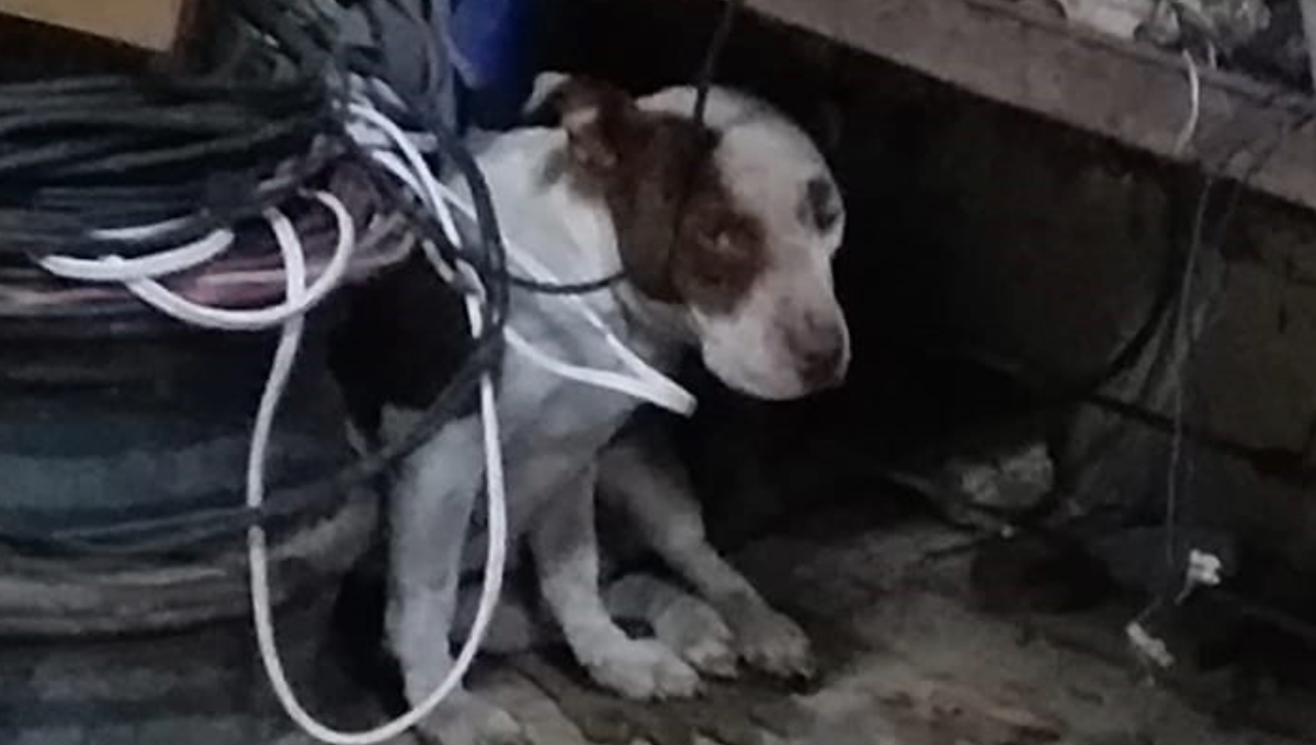 En Tizimín, dos perros son abandonados cada día