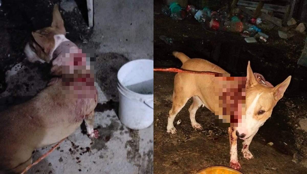 La perrita fue atendida y se encuentra estable La perrita fue atendida y se encuentra estable