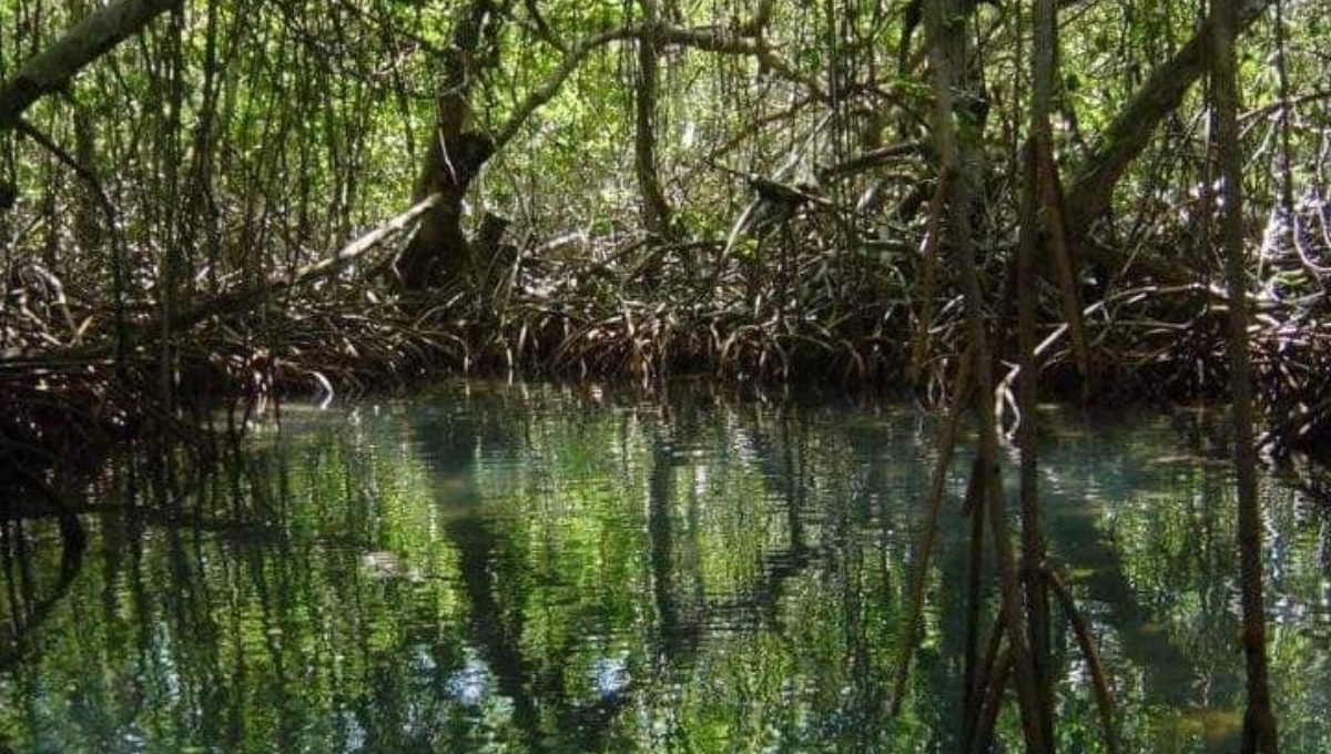 El carbono azul tiene una gran importancia para enfrentar al cambio climático El carbono azul tiene una gran importancia para enfrentar al cambio climático