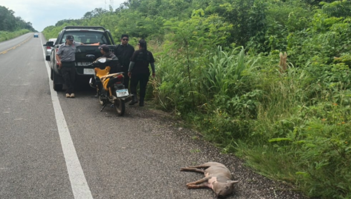 Cerdo provoca accidente en la vía Mérida-Cancún y deja una lesionada