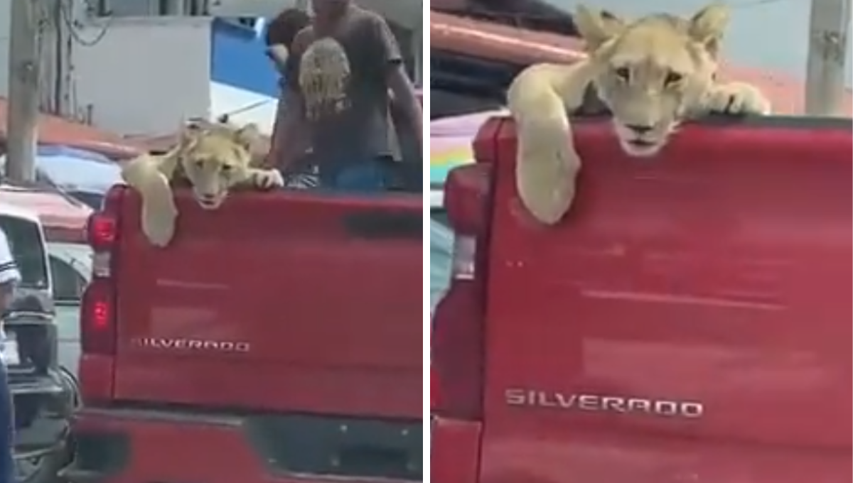 Los niños se encontraban muy tranquilos paseando junto al 'leoncito' Los niños se encontraban muy tranquilos paseando junto al 'leoncito'