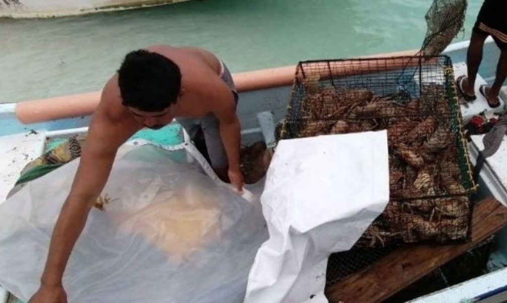 Frente Frío afecta captura de langosta en Isla Mujeres
