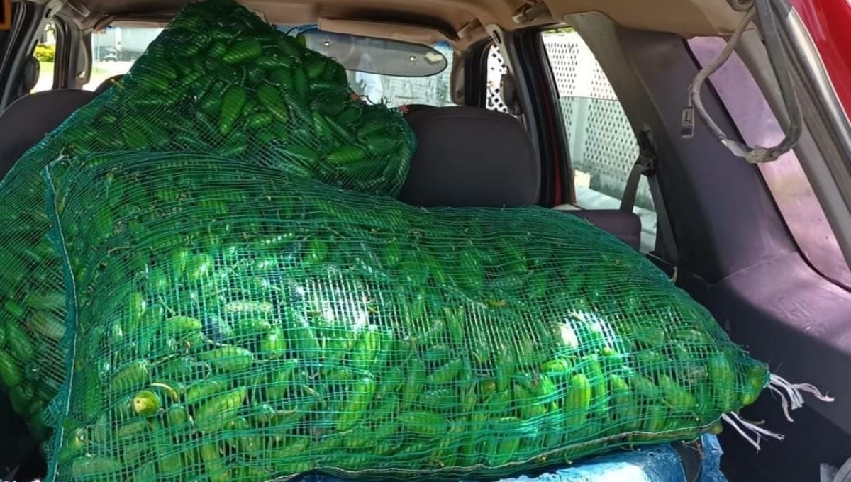 La pareja había abordado dos costales con chiles jalapeños a su camioneta