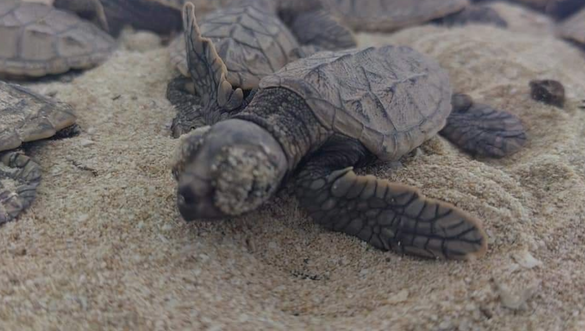 Este 2023, la especie carey (Eretmochelys imbricata) fue la que dominó con un 98 por ciento de presencia