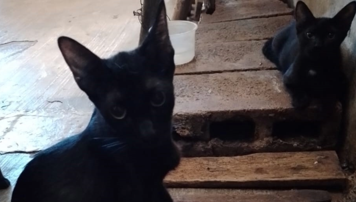 Algunas personas a través de las redes sociales buscan no solo un gato, sino a toda una camada