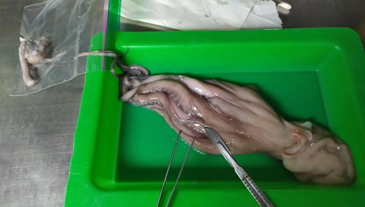 En los pulpos se detectó glifosato, arsénico, cadmio, bario y cromo En los pulpos se detectó glifosato, arsénico, cadmio, bario y cromo