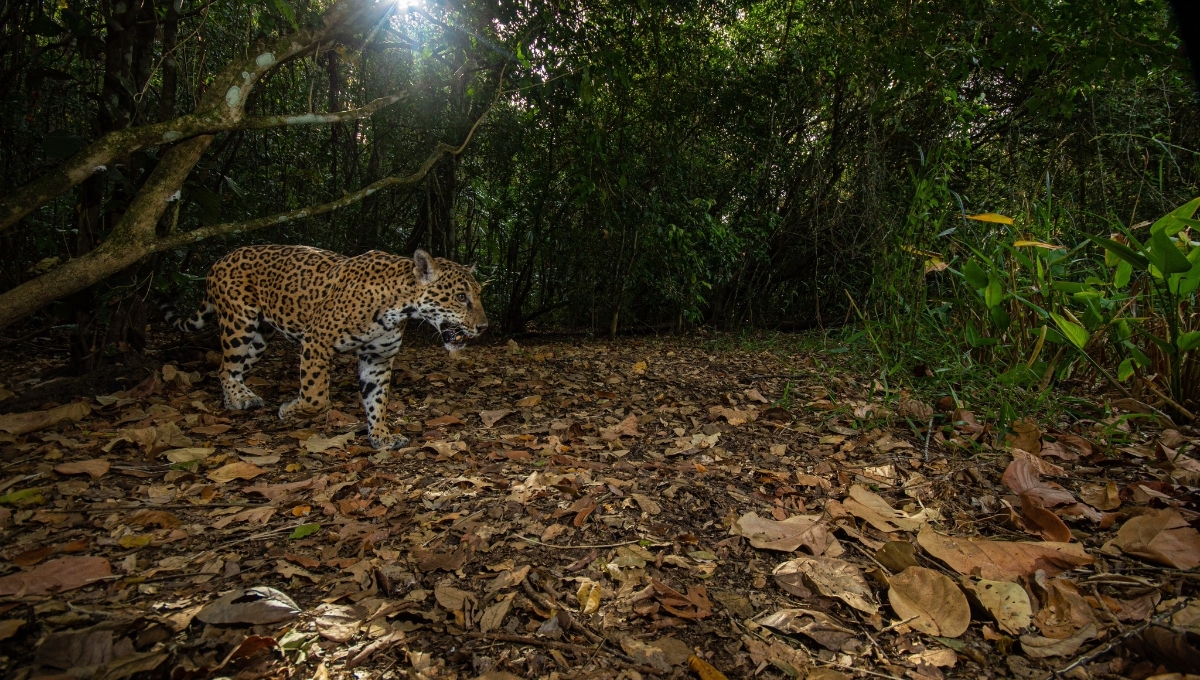 Gran Calakmul es la reserva más grande de México y la segunda tras el Amazonas Gran Calakmul es la reserva más grande de México y la segunda tras el Amazonas