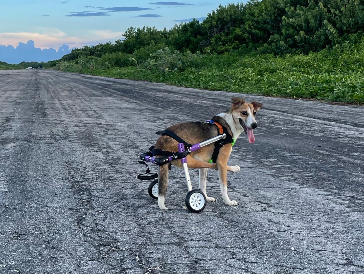 La mascota actualmente está recuperándose de su cirugía
