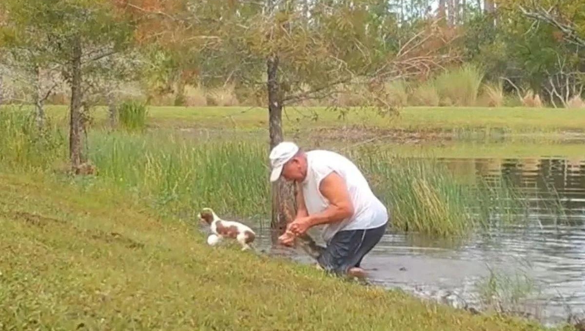 El hombre de 74 años abrió las fauces del cocodrilo para liberar al perro