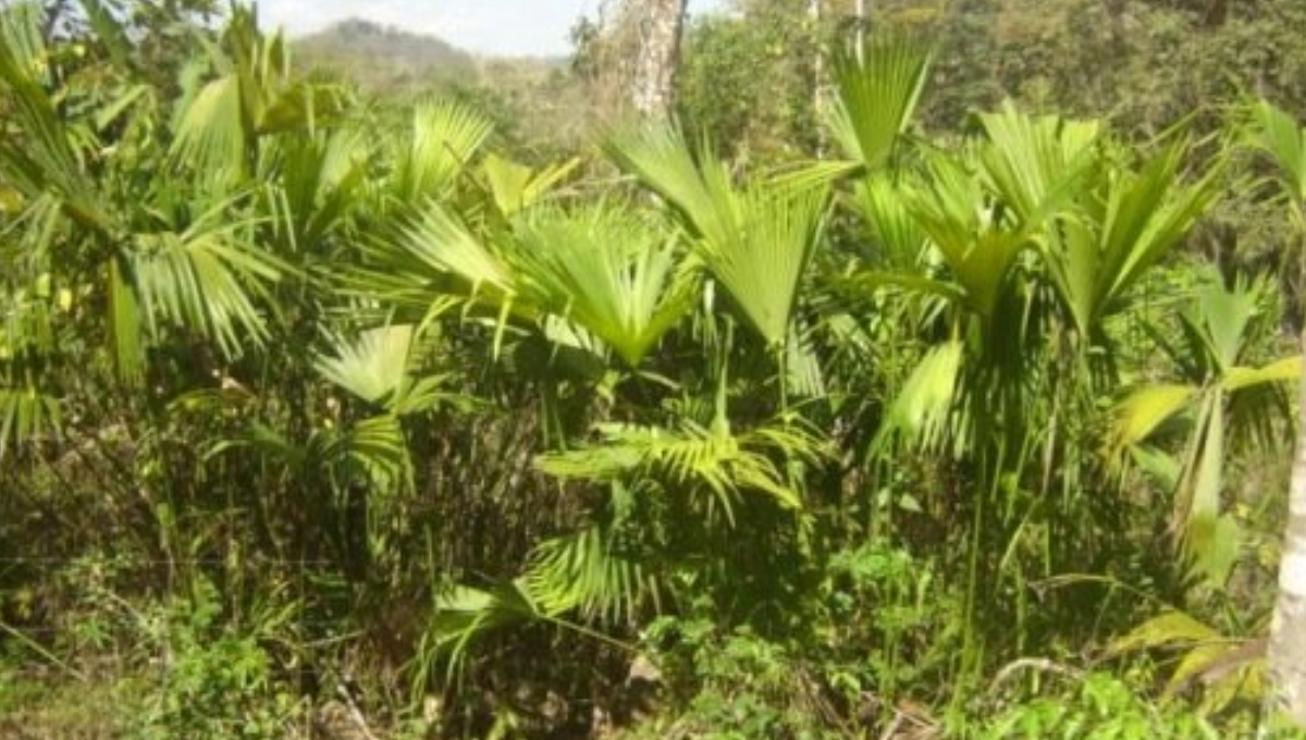 Explicó que en la palma jipi hay dos variedades, uno de fibras finas y otra de menor calidad,