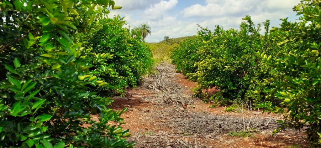 Esteban Serralta, representante de los agricultores limonero de La Candelaria, dijo que se deben intensificar el control de esta plaga