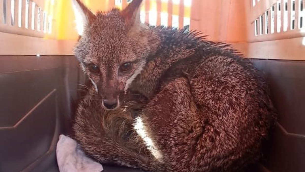La zorra gris fue hallada en la alcaldía Venustiano Carranza La zorra gris fue hallada en la alcaldía Venustiano Carranza