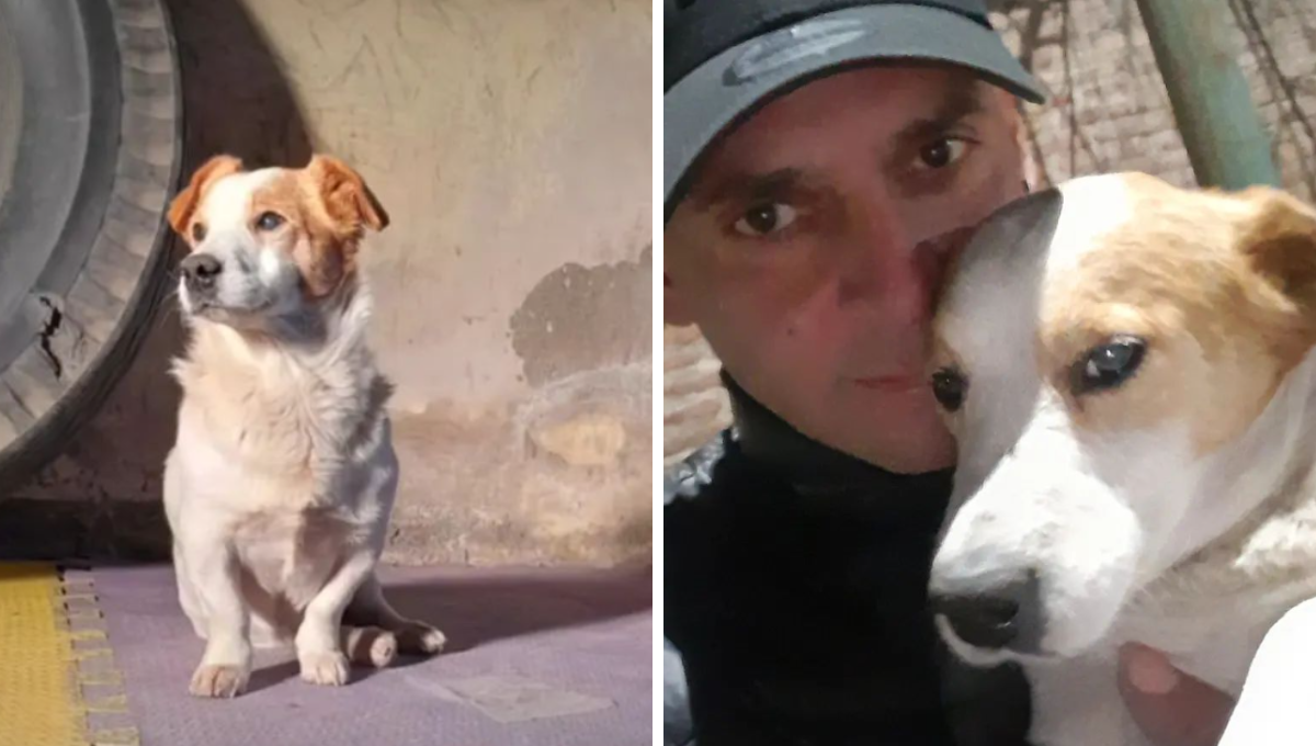 El perrito tenía 11 años al momento de su muerte El perrito tenía 11 años al momento de su muerte