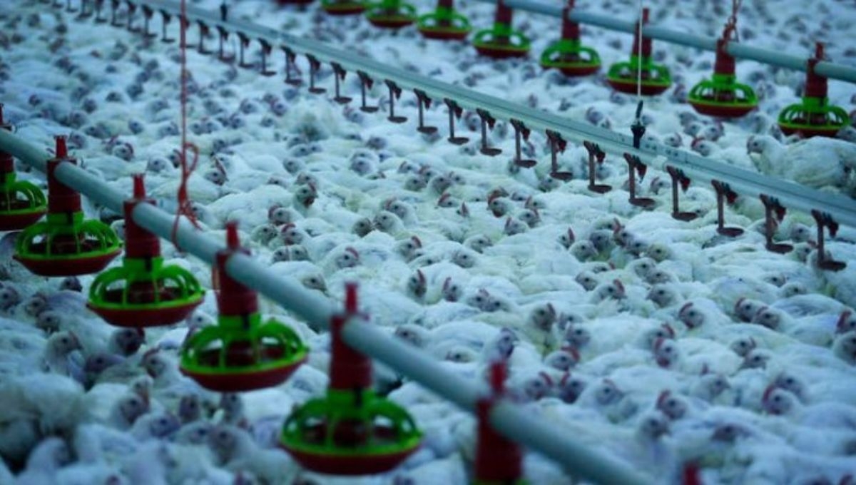 Senasica detectó en una unidad de producción avícola de Cajeme, Sonora el primer caso de influenza aviar AH5 Senasica detectó en una unidad de producción avícola de Cajeme, Sonora el primer caso de influenza aviar AH5