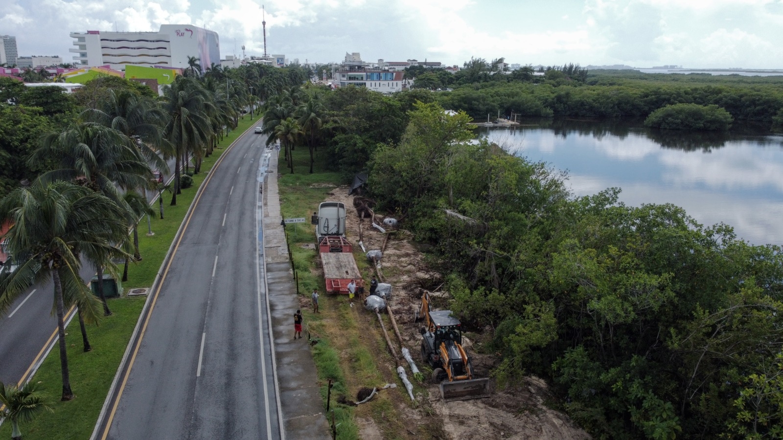 En aras del progreso, una considerable área de esta planta es devastada a un lado del boulevard Kukulcán, en un lugar que es concurrido por el turismo.