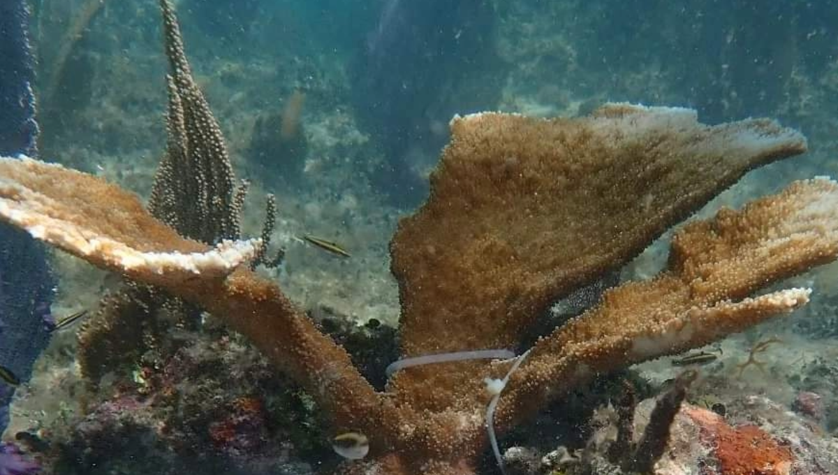 La especie cuerno de alce crece rápido, en comparación con otras, y es hábitat perfecto para muchos peces e invertebrados. La especie cuerno de alce crece rápido, en comparación con otras, y es hábitat perfecto para muchos peces e invertebrados.