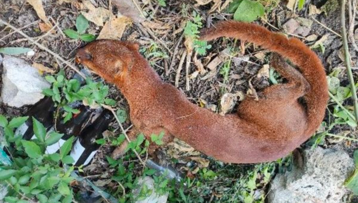 Atropellan a un jaguarundi cerca de Villas Cholul, en Mérida