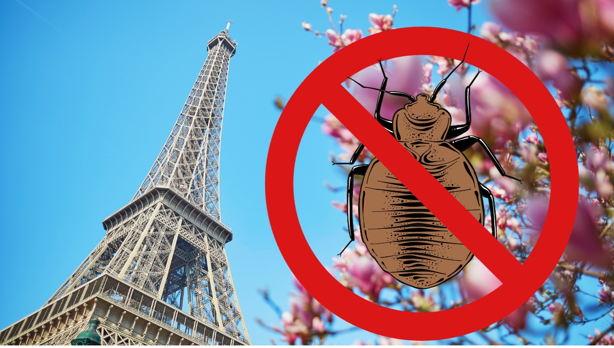 París está también afectado por la plaga. Foto: Especial