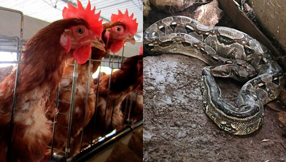 La boa se encontraba en el gallinero del abuelito en Conkal