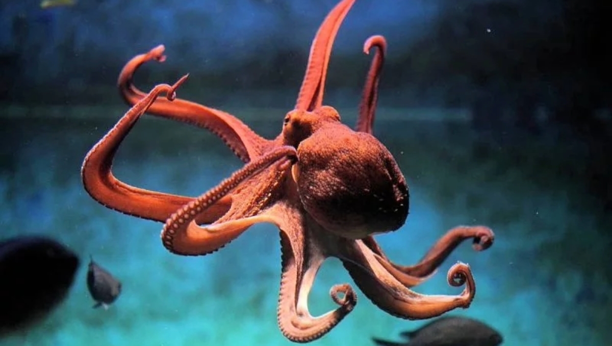 Los pulpos son una de las especies marinas que ha podido sobrevivir por más tiempo sobre la Tierra. Los pulpos son una de las especies marinas que ha podido sobrevivir por más tiempo sobre la Tierra.