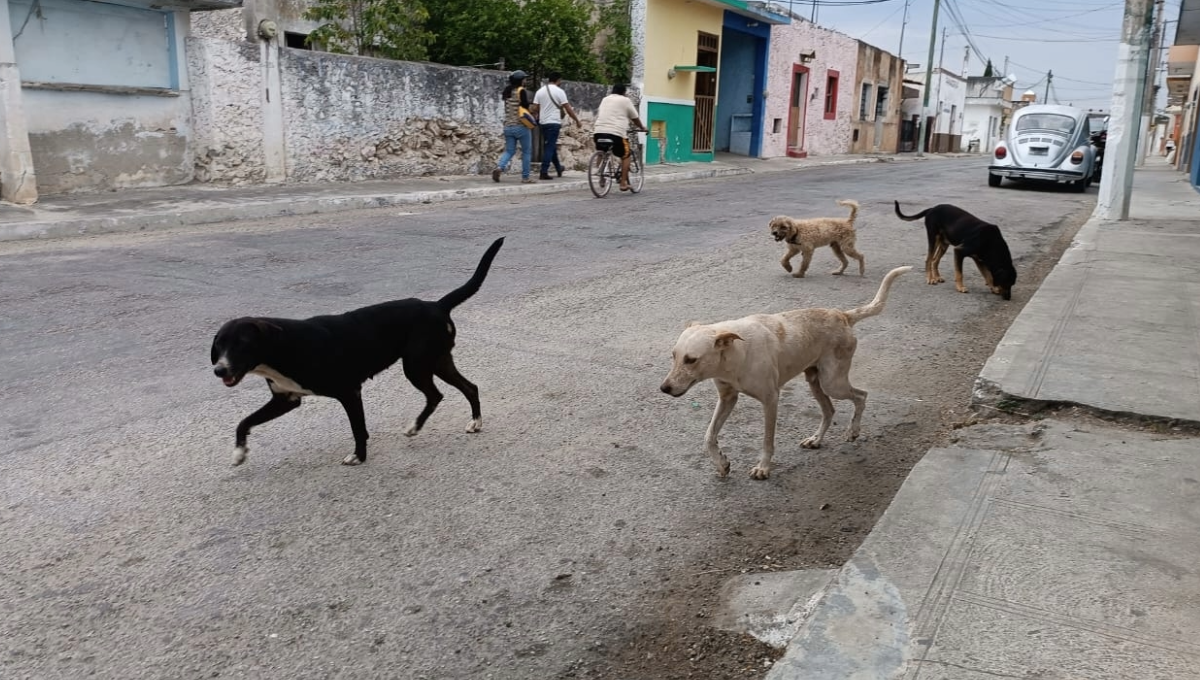 Yucatán es el ejemplo número uno en todo el país, con todas las acciones que está haciendo para erradicar el abandono de perros y gatos Yucatán es el ejemplo número uno en todo el país, con todas las acciones que está haciendo para erradicar el abandono de perros y gatos