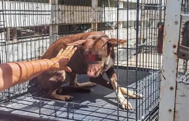 El perrito fue atendido, pero se encuentra grave por las heridas que sufrió El perrito fue atendido, pero se encuentra grave por las heridas que sufrió