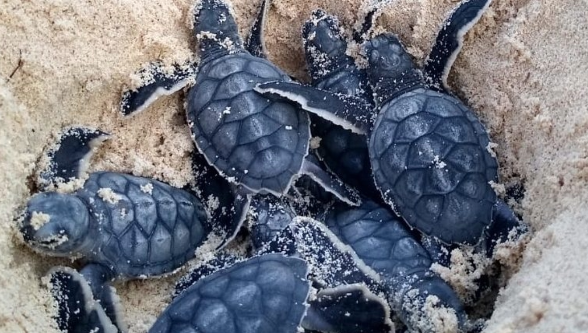Año con año aumenta el número de hembras que llegan a las playas, pero no todas desovan, porque la arena no tiene la suficiente profundidad en algunos sitios