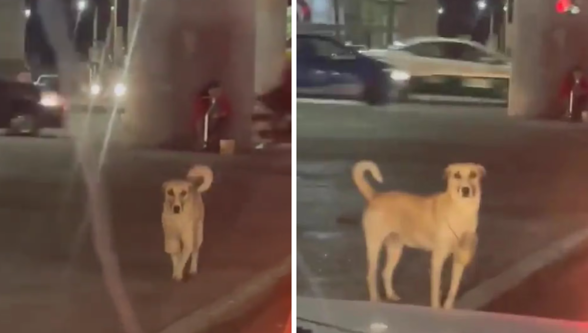 El perrito recolecta el dinero en una lata atada al cuello El perrito recolecta el dinero en una lata atada al cuello