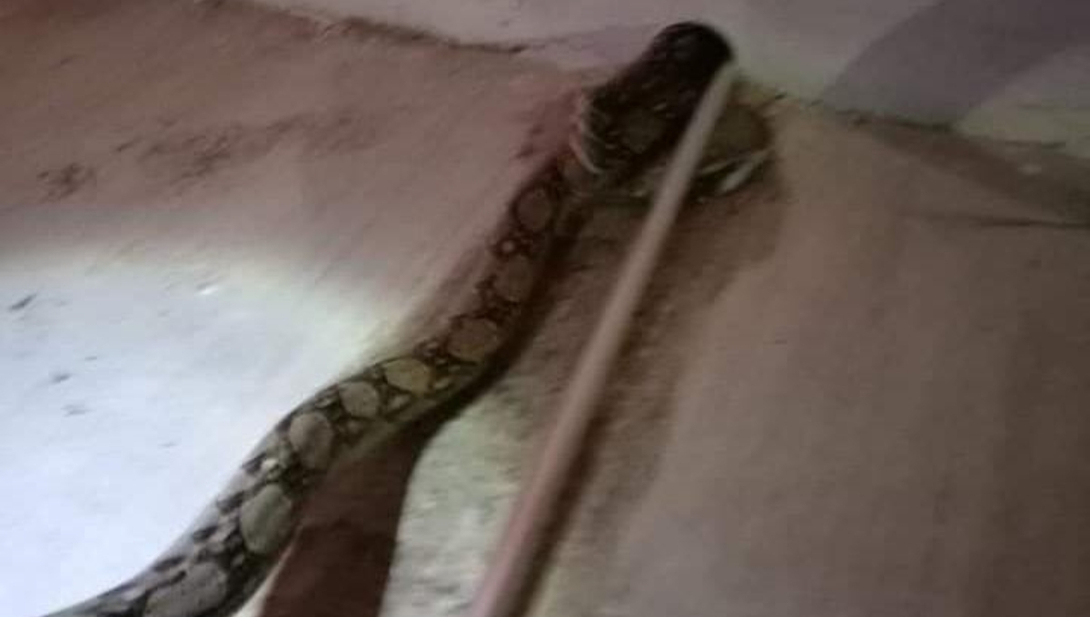 La boa fue sacada de la tubería para ser liberada en la Zona Cero de Progreso La boa fue sacada de la tubería para ser liberada en la Zona Cero de Progreso