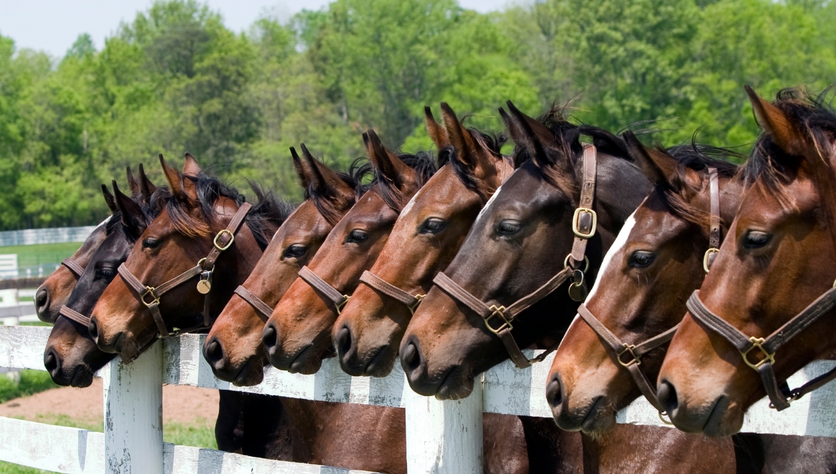 La caballeriza está a las afueras de NY. Foto: Especial