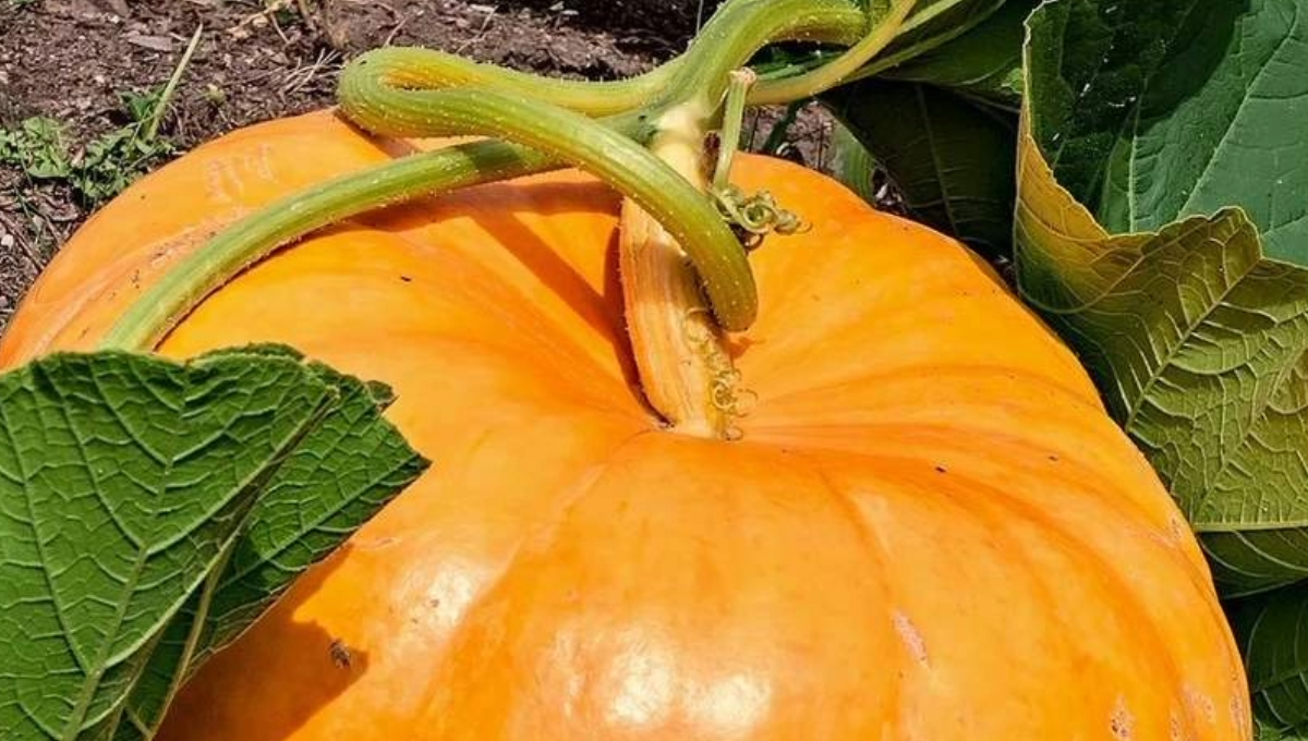 El agricultor (recuadro) decidió que la primera producción no vendería, sino distribuirla entre familiares y conocidos para la preparación de dulces caseros