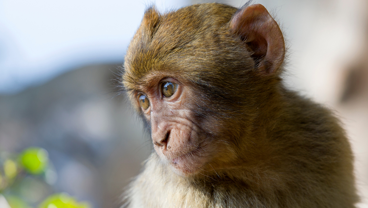 El pequeño mono solo vivió 10 días. Foto: Especial El pequeño mono solo vivió 10 días. Foto: Especial
