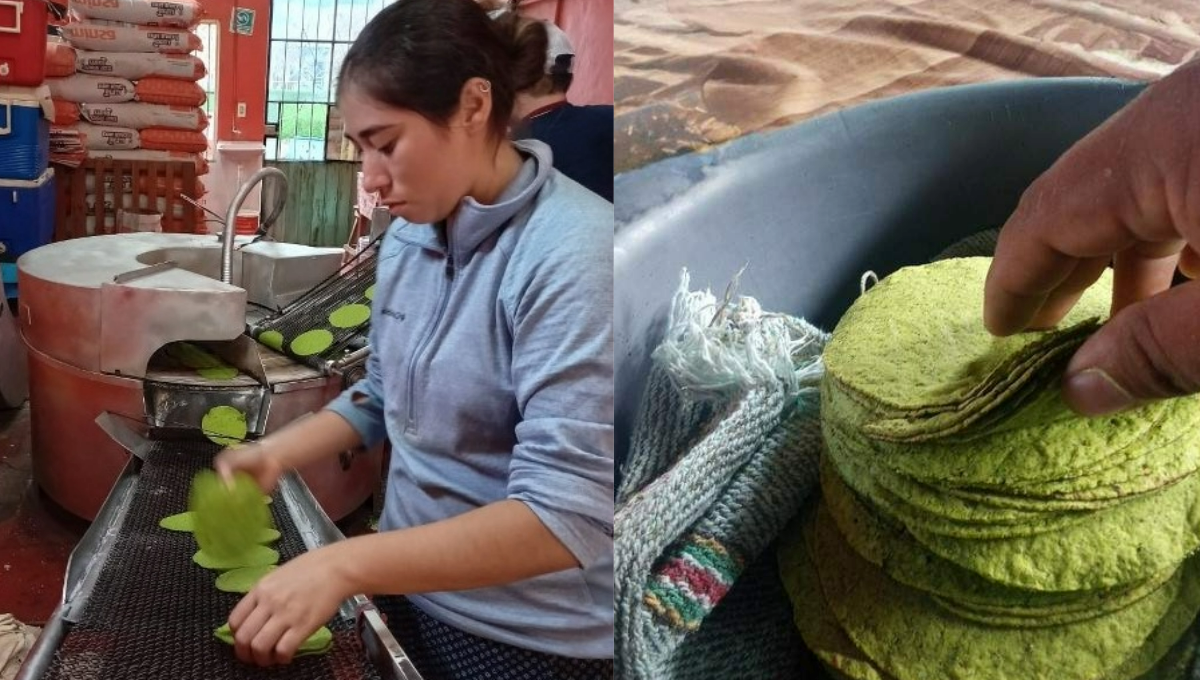Empezaron a trabajar un proyecto para elaborar tortillas con base de chaya.
