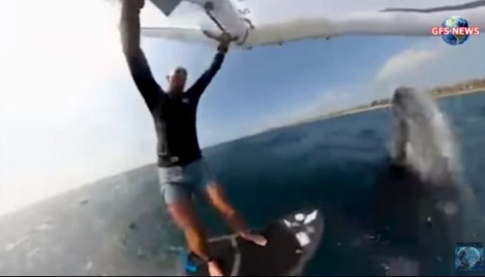 La ballena brincó encima de él. Foto: Especial La ballena brincó encima de él. Foto: Especial