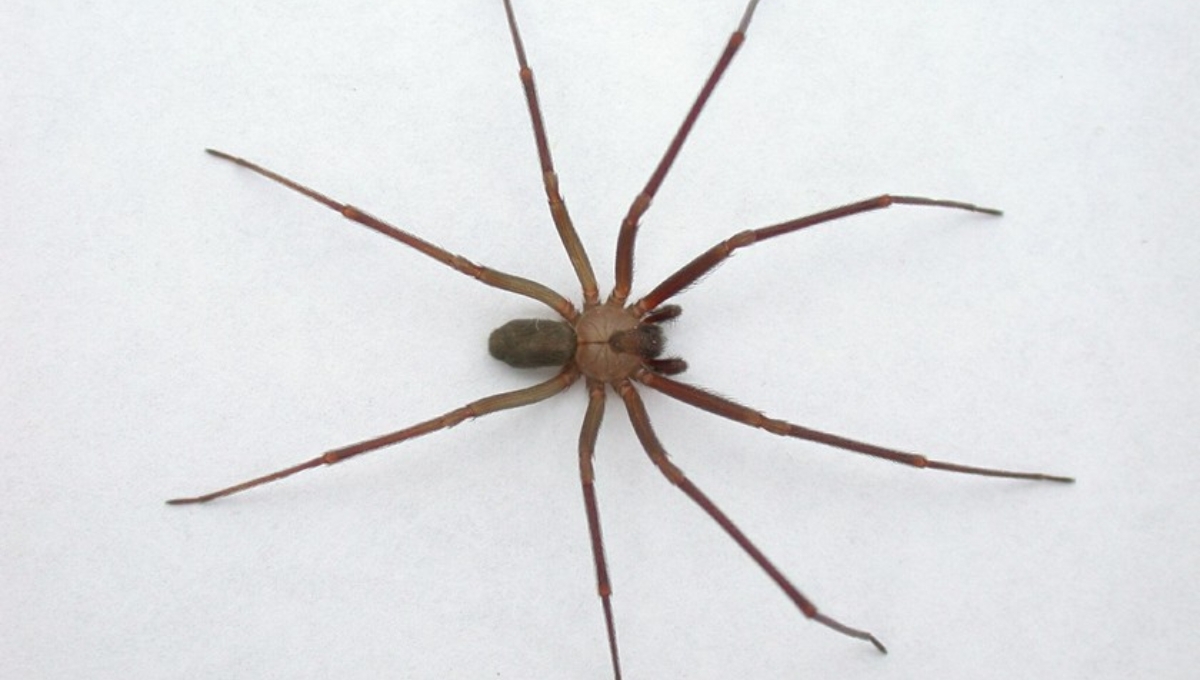La araña violista habita en el Sureste de México