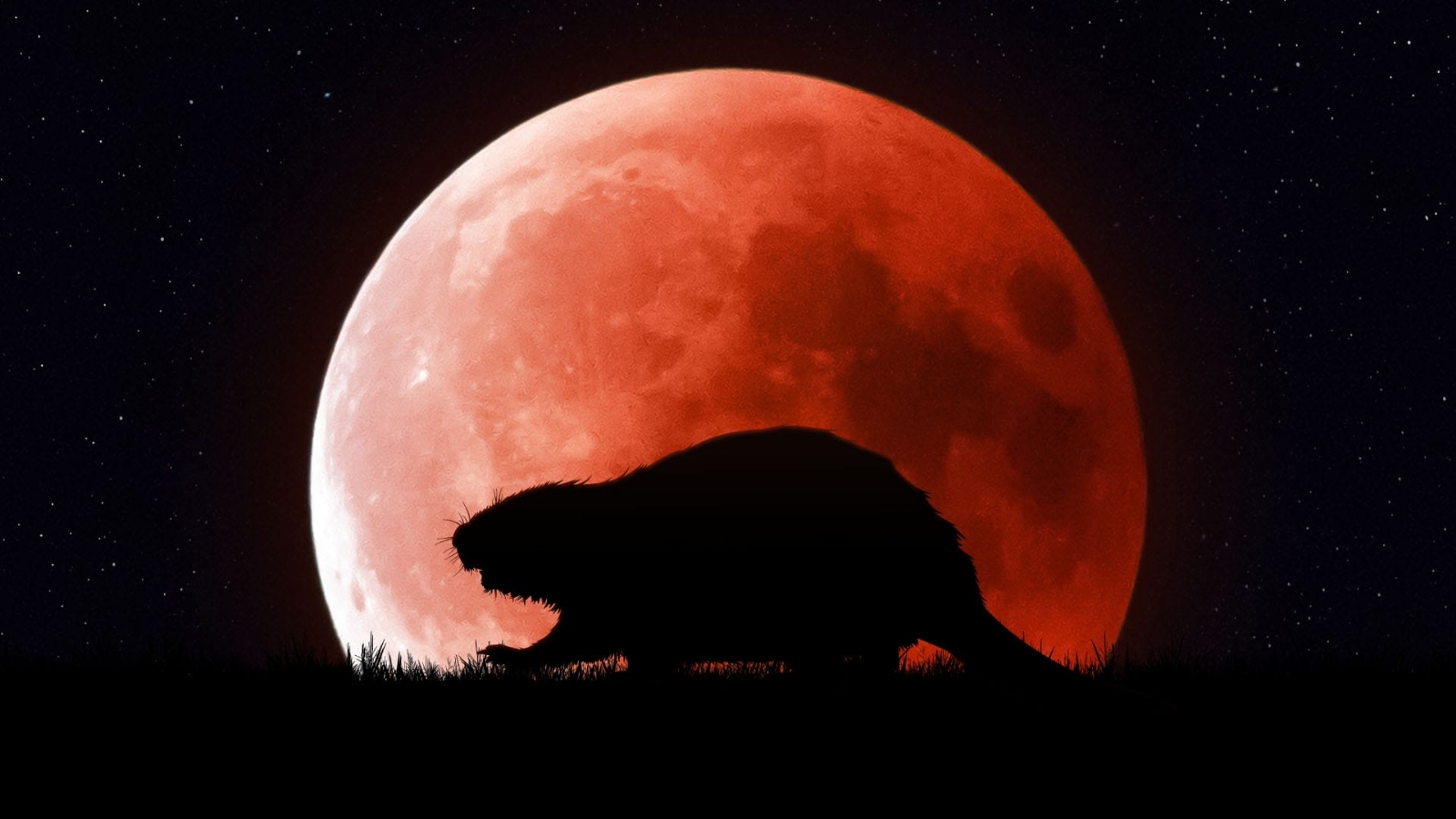 ¿Cuándo y cómo ver la Luna de Castor de noviembre 2023?