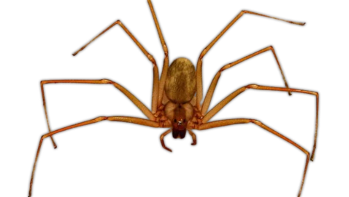 Araña violinista en Yucatán: ¿Cómo reconocerla y qué puede causar su picadura?