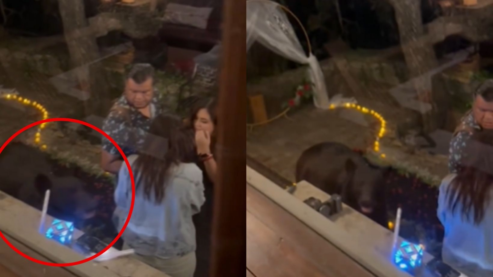 Oso irrumpe en sesión de fotos durante propuesta de matrimonio en Nuevo León