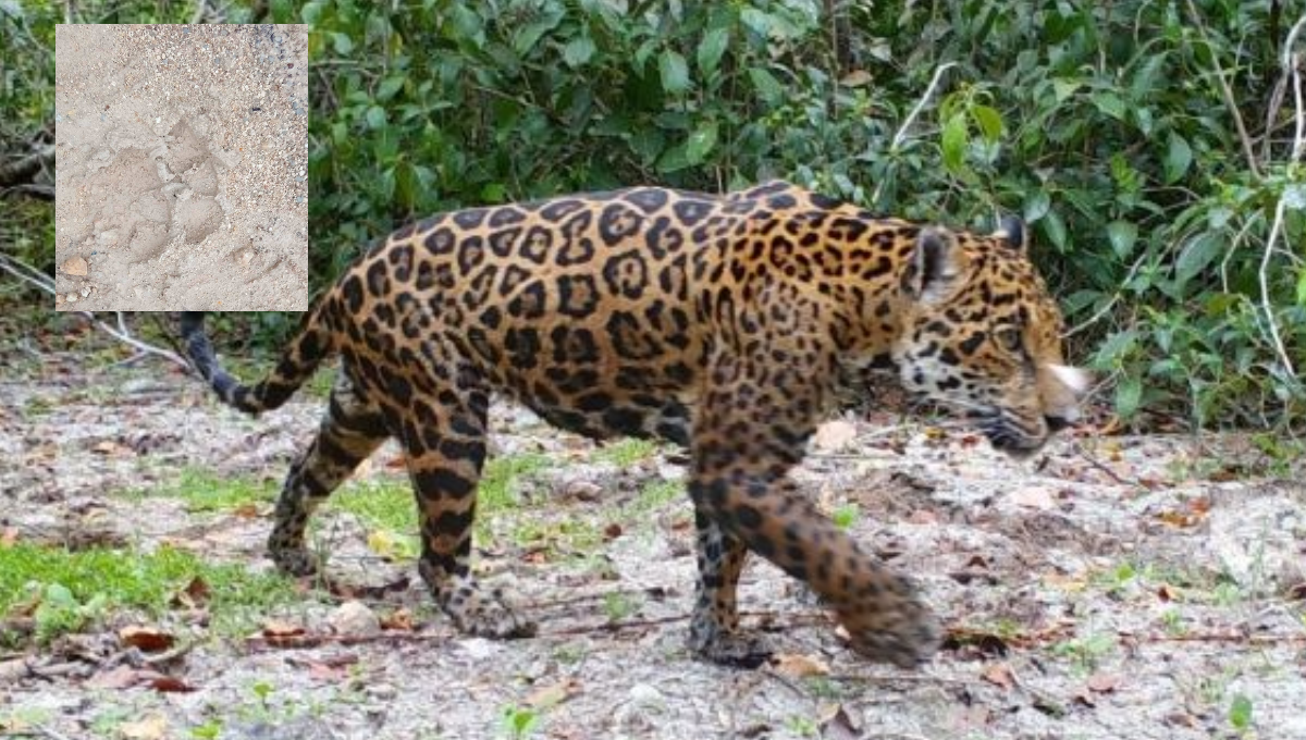 Jaguares han sido captados cerca de los domicilios en Cancún Jaguares han sido captados cerca de los domicilios en Cancún