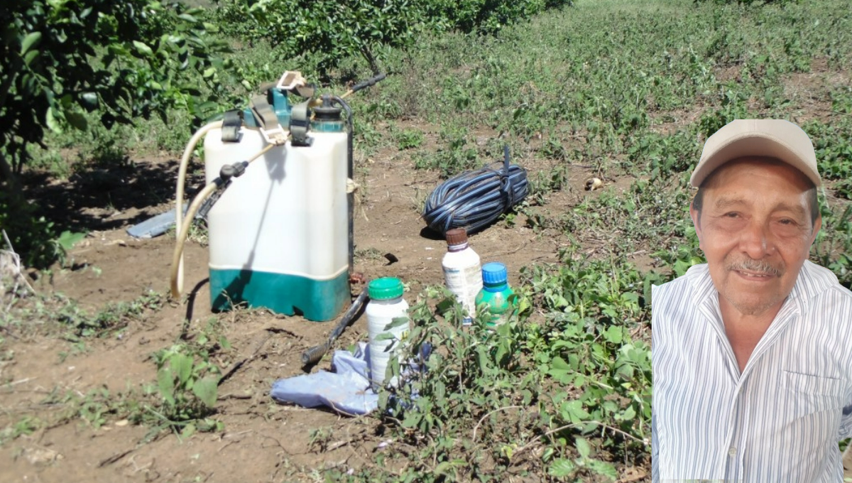 Vidal Kú y Salazar (r) reconoció que las tierras de cultivo se volvieron infértiles por haberlos aplicado de manera indiscriminada Vidal Kú y Salazar (r) reconoció que las tierras de cultivo se volvieron infértiles por haberlos aplicado de manera indiscriminada